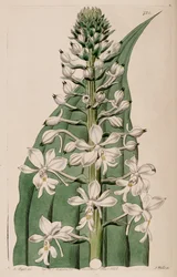 Illustration av CalanThe Triplicata (som syn. CalanThe Veratrifolia) (InfloresStace)